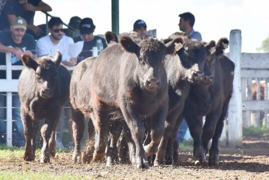 San Luis: presentan un proyecto para eliminar totalmente el pago del DOPRO y aliviar la carga sobre productores