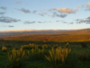 Actualizan el mapa global de pastizales a partir del mapeo satelital