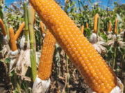 Intercambio técnico sobre maíz reunirá a productores y especialistas en Córdoba