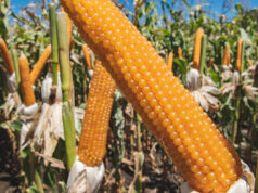 Intercambio técnico sobre maíz reunirá a productores y especialistas en Córdoba