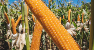 Intercambio técnico sobre maíz reunirá a productores y especialistas en Córdoba