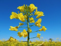 El INTA desarrolló dos nuevos cultivares de colza