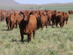 Reposición en hembras: disminuye la faena y se encarece la reposición de vientres