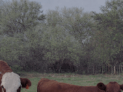 Quines será sede de una jornada técnica sobre recría bovina en sistemas de monte