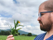 Preocupan los efectos de las plantas tóxicas en el ganado ante la expansión de la frontera agrícola