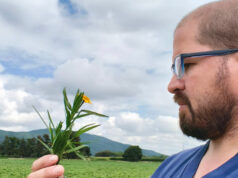 Preocupan los efectos de las plantas tóxicas en el ganado ante la expansión de la frontera agrícola