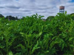 El INTA logra papas con doble resistencia a los virus que más afectan al cultivo