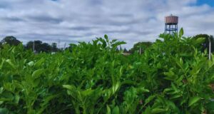 El INTA logra papas con doble resistencia a los virus que más afectan al cultivo