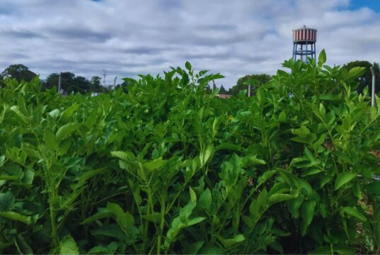 El INTA logra papas con doble resistencia a los virus que más afectan al cultivo