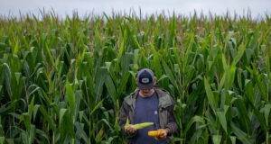 Conflicto en Medio Oriente, suba de fertilizantes y cambios en la siembra en EEUU