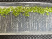 Descubren un “truco” de las plantas frente al calor para aumentar el crecimiento de sus raíces y adaptarse mejor al ambiente