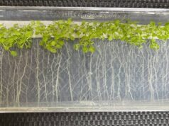 Descubren un “truco” de las plantas frente al calor para aumentar el crecimiento de sus raíces y adaptarse mejor al ambiente
