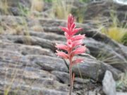 Investigación de la FICA da origen a nueva publicación sobre las especies nativas de San José del Morro