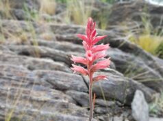 Investigación de la FICA da origen a nueva publicación sobre las especies nativas de San José del Morro