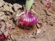 Presentan una nueva variedad de cebolla de bulbos rojos