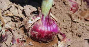 Presentan una nueva variedad de cebolla de bulbos rojos