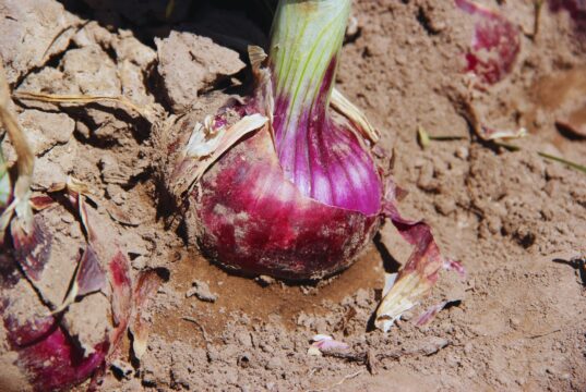 Presentan una nueva variedad de cebolla de bulbos rojos