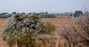 Más de treinta localidades registraron heladas en San Luis y Navia marcó la temperatura más baja