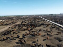 San Luis registró más de 11 mil salidas de feedlot en marzo