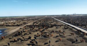 San Luis registró más de 11 mil salidas de feedlot en marzo