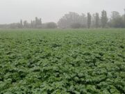 Expectativa récord por la papa en el norte de San Luis con rindes superiores a las 1.200 bolsas por hectárea