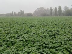 Expectativa récord por la papa en el norte de San Luis con rindes superiores a las 1.200 bolsas por hectárea