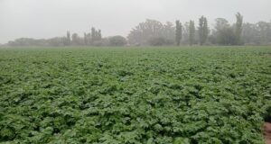 Expectativa récord por la papa en el norte de San Luis con rindes superiores a las 1.200 bolsas por hectárea