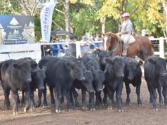 San Luis suma terneros y se posiciona entre las pocas provincias con crecimiento en la categoría