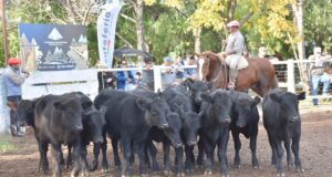 San Luis suma terneros y se posiciona entre las pocas provincias con crecimiento en la categoría