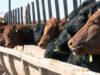 Con 2,1 millones de cabezas en los corrales, los feedlots transitan una actividad intensa y con rentabilidad ajustada
