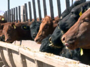 Con 2,1 millones de cabezas en los corrales, los feedlots transitan una actividad intensa y con rentabilidad ajustada