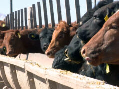 Con 2,1 millones de cabezas en los corrales, los feedlots transitan una actividad intensa y con rentabilidad ajustada