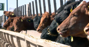 Con 2,1 millones de cabezas en los corrales, los feedlots transitan una actividad intensa y con rentabilidad ajustada
