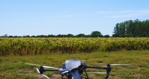 Con drones y algoritmos, reducen a más de la mitad el uso de nitrógeno