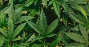 Desarrollan en San Luis bioproductos derivados del cannabis transferibles a la industria farmacéutica