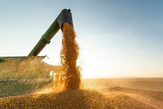 La soja mejora rindes, pero se retrasa, el maíz apunta a un récord y el trigo queda bajo presión por costos