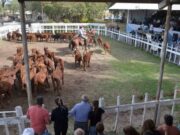 Ingreso récord de terneros marca el arranque de la Fiesta en Villa Mercedes y confirma el pulso firme de la ganadería