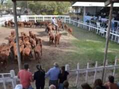 Ingreso récord de terneros marca el arranque de la Fiesta en Villa Mercedes y confirma el pulso firme de la ganadería