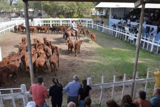 Ingreso récord de terneros marca el arranque de la Fiesta en Villa Mercedes y confirma el pulso firme de la ganadería
