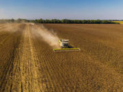 Con el 80% cosechado, el girasol de San Luis avanza hacia un rinde récord histórico