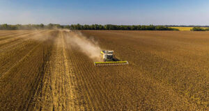 Con el 80% cosechado, el girasol de San Luis avanza hacia un rinde récord histórico