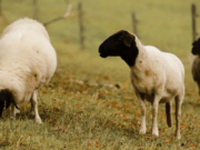 Por primera vez se detectaron brotes de scrapie clásico en ovinos importados