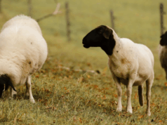 Por primera vez se detectaron brotes de scrapie clásico en ovinos importados