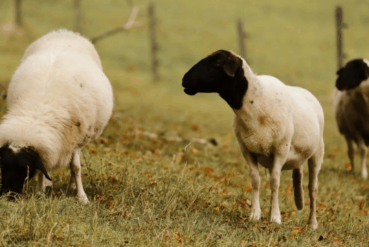 Por primera vez se detectaron brotes de scrapie clásico en ovinos importados