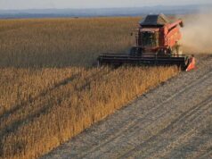 La cosecha agrícola gana ritmo en San Luis con rindes récord en girasol y primeros avances en soja y maíz