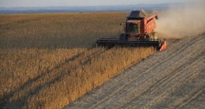 La cosecha agrícola gana ritmo en San Luis con rindes récord en girasol y primeros avances en soja y maíz