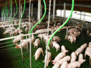 La producción porcina creció 15,7% durante el primer trimestre de 2026