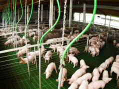 La producción porcina creció 15,7% durante el primer trimestre de 2026