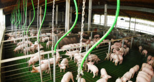 La producción porcina creció 15,7% durante el primer trimestre de 2026