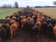 Revolución ganadera de mayo: la oportunidad que empezó a jugarse en los corrales